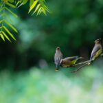 Beginner Tips for Backyard Birdwatching: A Simple Guide to Get Started